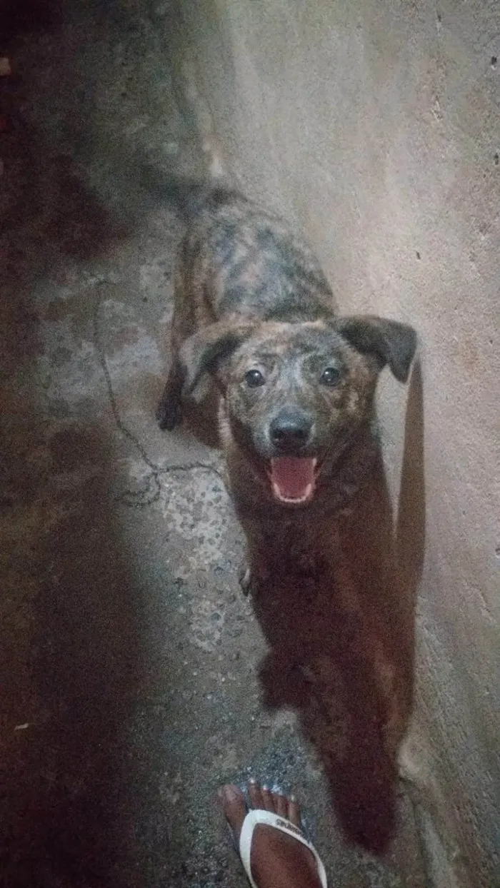 Cachorro ra a SRD-ViraLata idade 7 a 11 meses nome Pandora