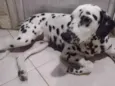 Belinha
