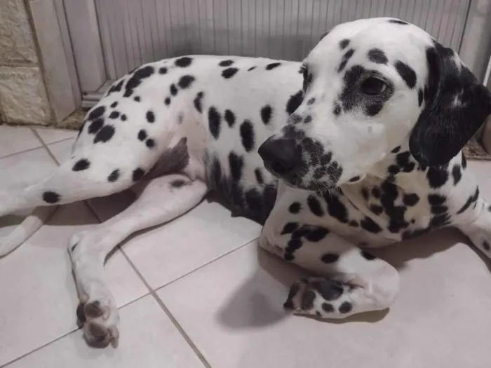 Cachorro ra a Dalmata  idade 5 anos nome Belinha