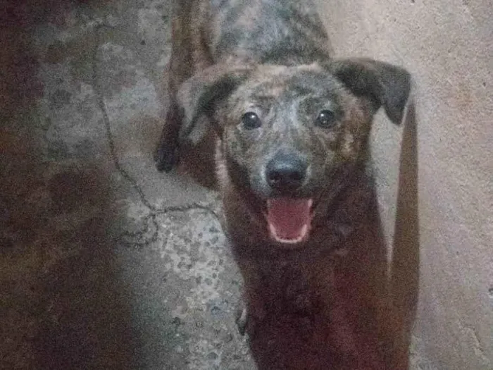 Cachorro ra a SRD-ViraLata idade 7 a 11 meses nome Pandora