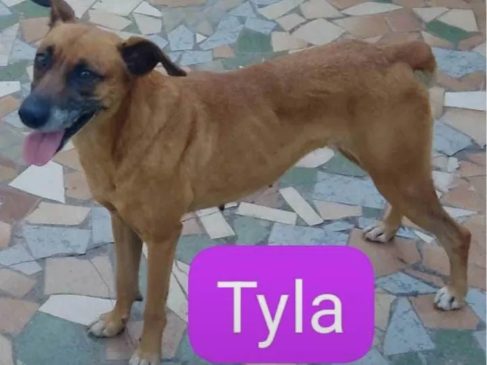 Cachorro ra a SRD-ViraLata idade 4 anos nome Tila