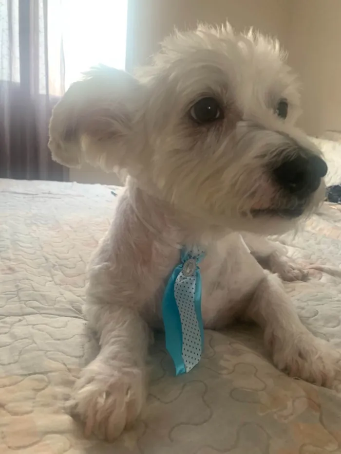Cachorro ra a Sem raça definida  idade 5 anos nome Baruck
