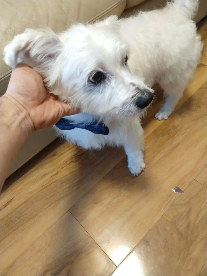 Cachorro ra a Sem raça definida  idade 5 anos nome Baruck