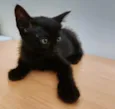 LOLA BLACK
