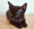 LOLA BLACK