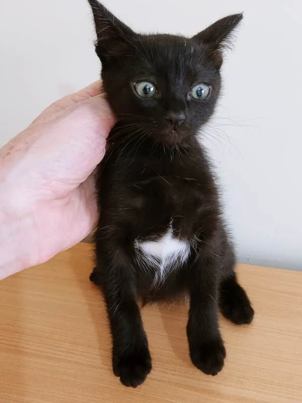 Gato ra a SRD-ViraLata idade 2 a 6 meses nome LOLA BLACK