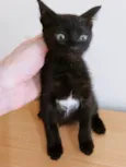 LOLA BLACK
