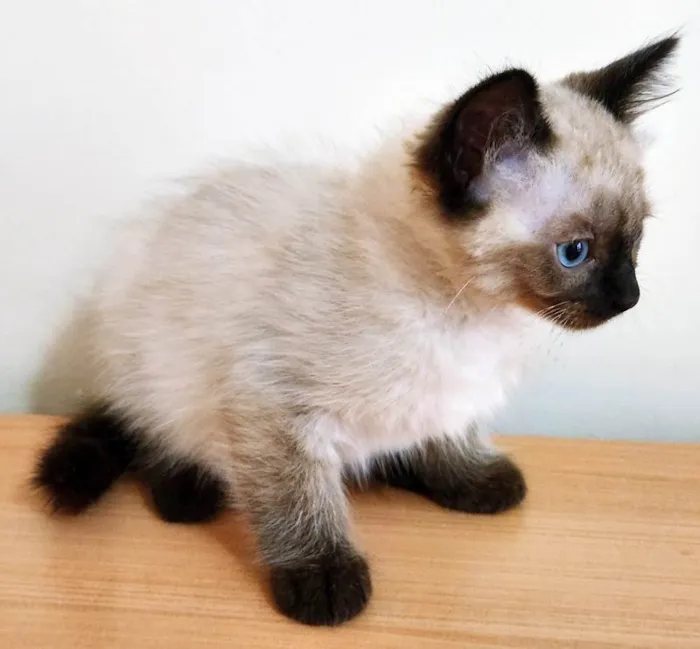 Gato ra a SRD-ViraLata idade 2 a 6 meses nome SISSI CAT