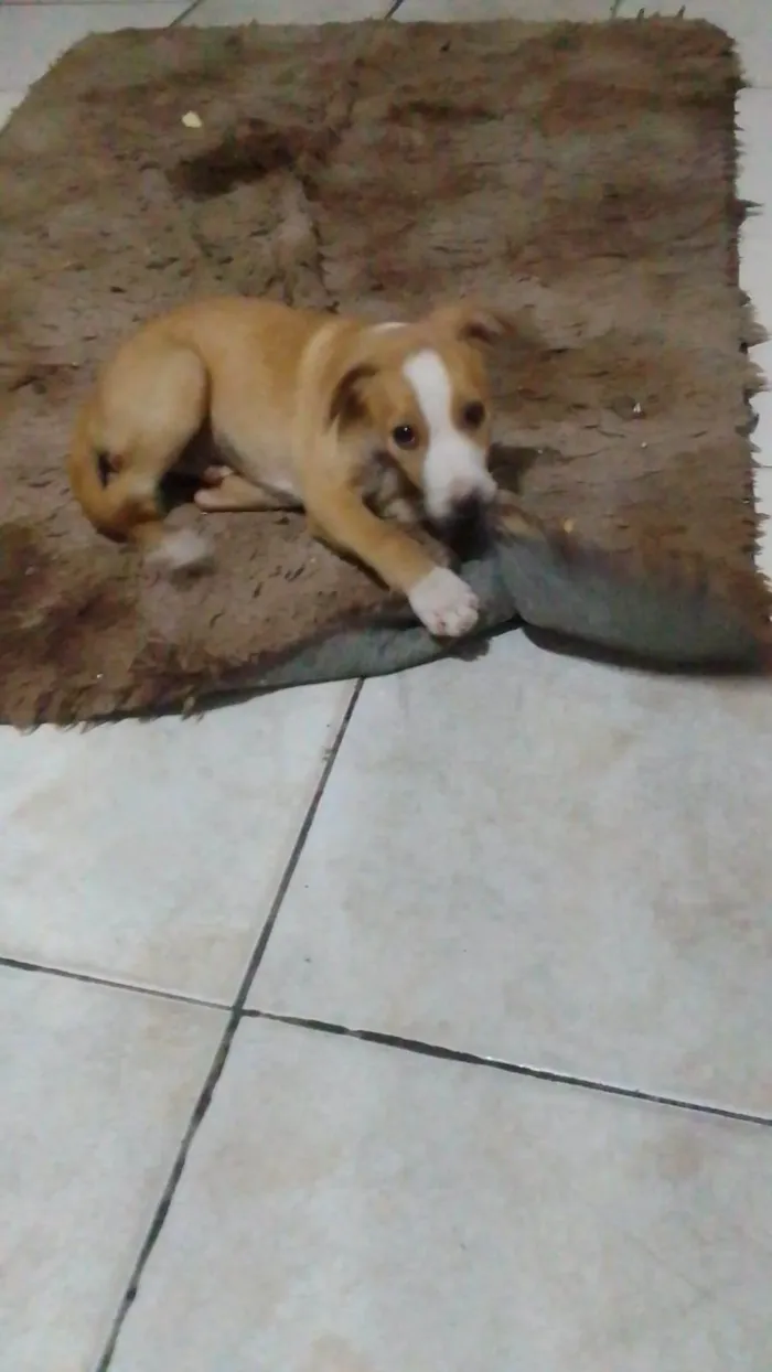 Cachorro ra a SRD-ViraLata idade 2 a 6 meses nome Bob