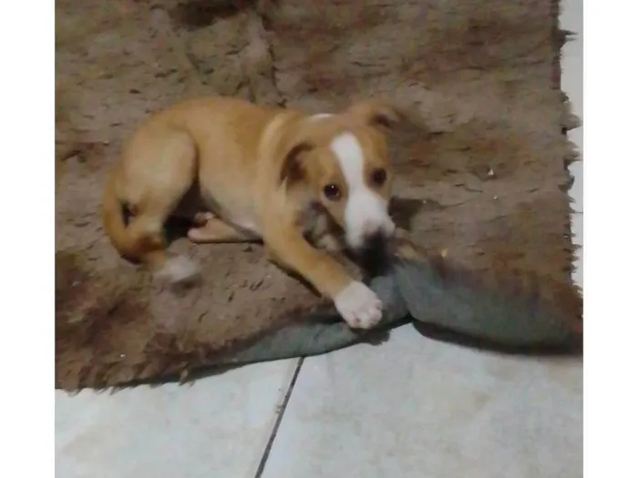 Cachorro ra a SRD-ViraLata idade 2 a 6 meses nome Bob