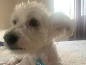 Cachorro raça Sem raça definida  idade 5 anos nome Baruck