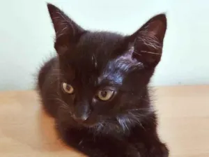 Gato raça SRD-ViraLata idade 2 a 6 meses nome LOLA BLACK