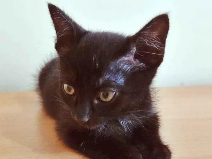 Gato ra a SRD-ViraLata idade 2 a 6 meses nome LOLA BLACK