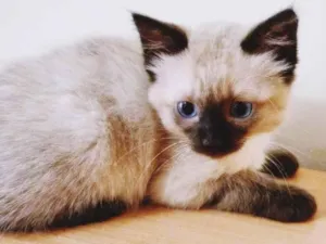 Gato raça SRD-ViraLata idade 2 a 6 meses nome SISSI CAT