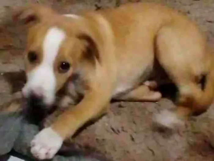 Cachorro ra a SRD-ViraLata idade 2 a 6 meses nome Bob