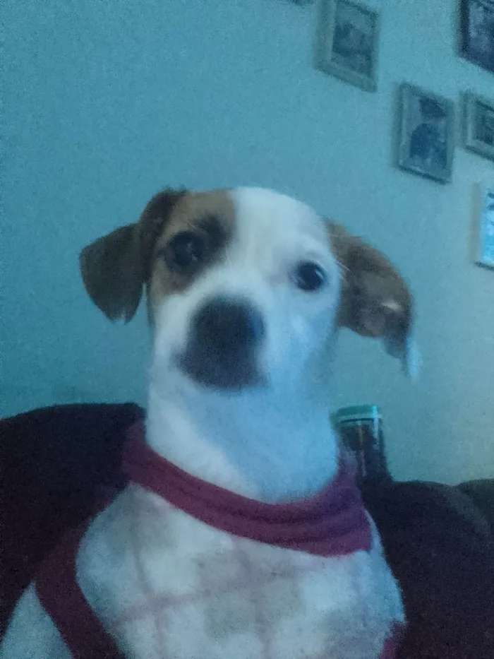 Cachorro ra a Pinscher idade 7 a 11 meses nome Beatriz