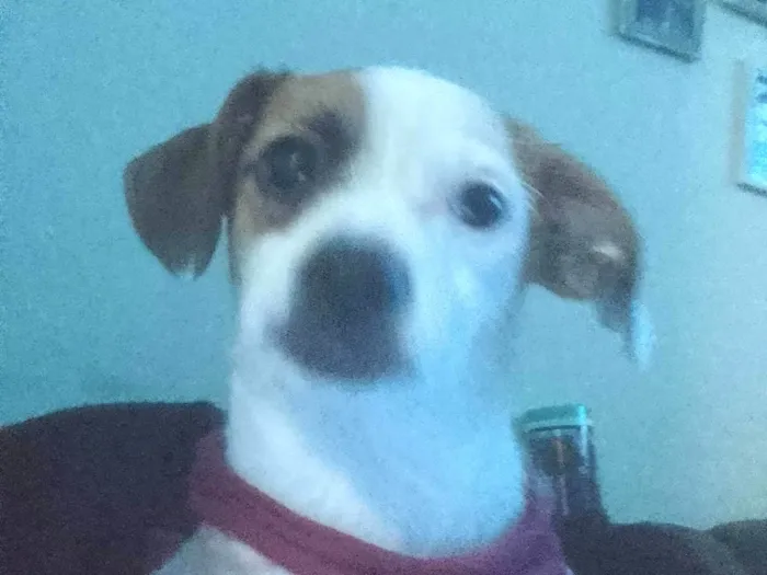 Cachorro ra a Pinscher idade 7 a 11 meses nome Beatriz