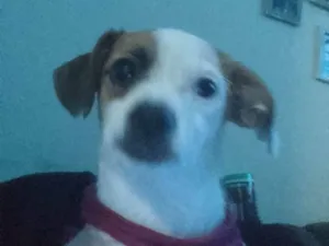 Cachorro raça Pinscher idade 7 a 11 meses nome Beatriz