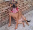 Amora