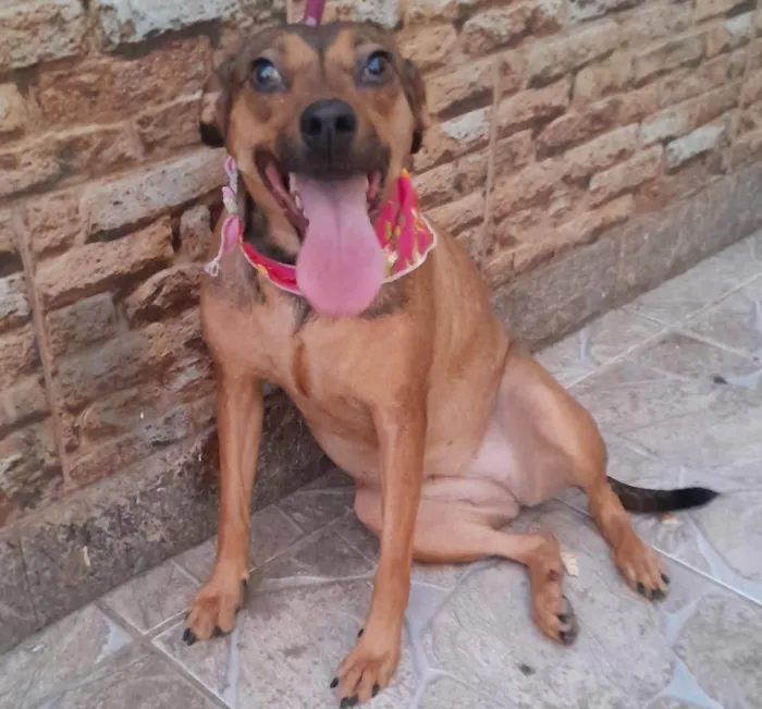 Cachorro ra a SRD-ViraLata idade 2 anos nome Amora