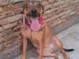 Amora