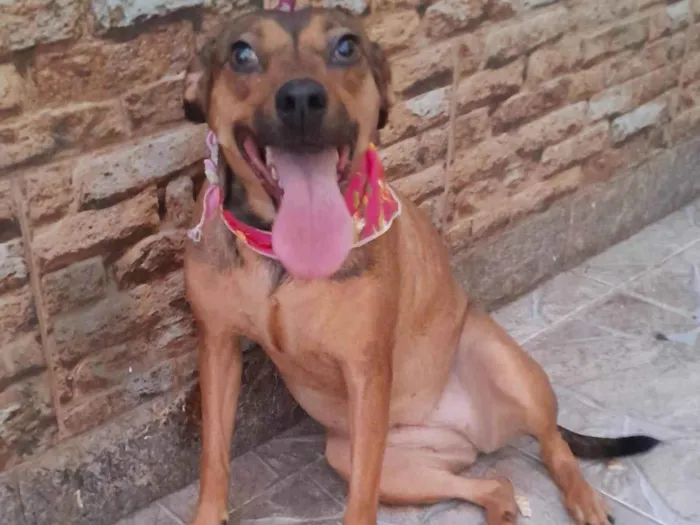 Cachorro ra a SRD-ViraLata idade 2 anos nome Amora