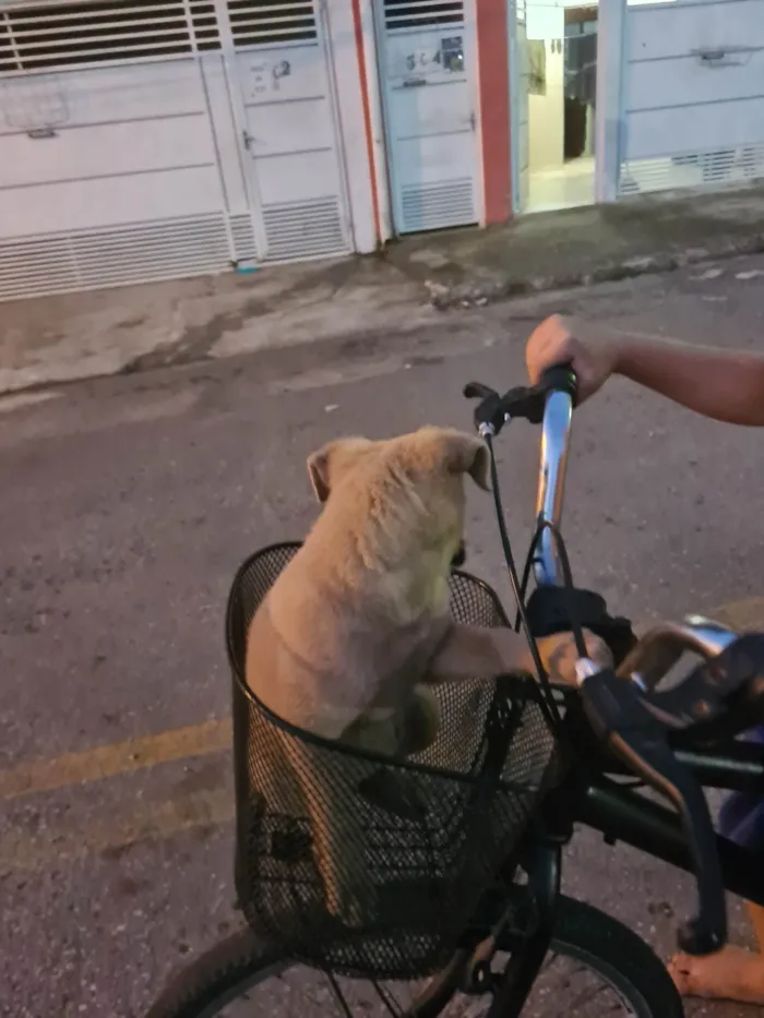 Cachorro ra a SRD-ViraLata idade Abaixo de 2 meses nome Diulye