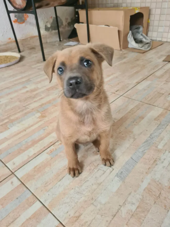 Cachorro ra a SRD-ViraLata idade Abaixo de 2 meses nome Diulye