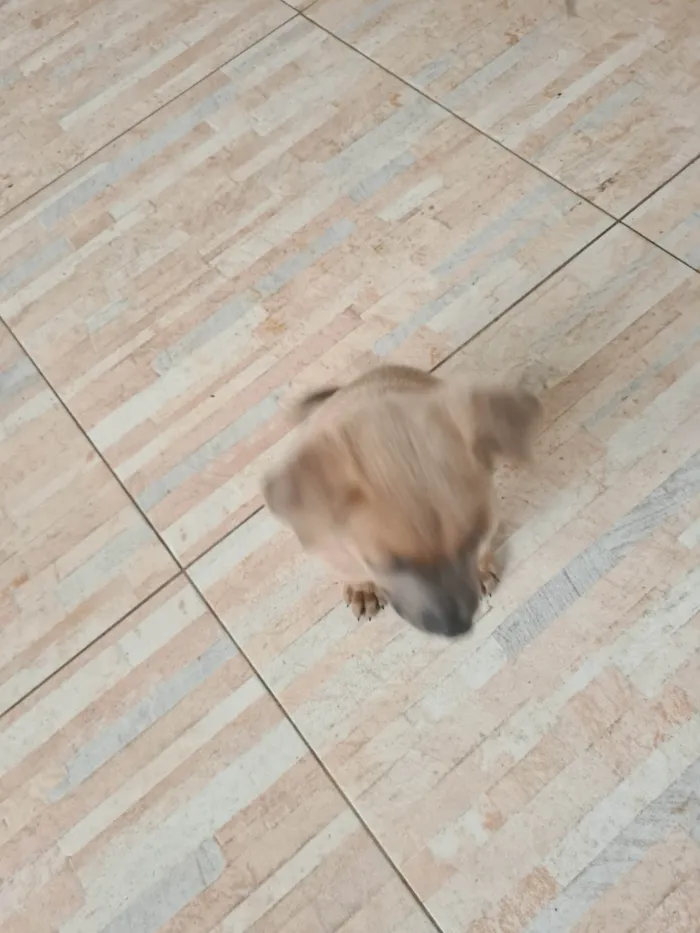 Cachorro ra a SRD-ViraLata idade Abaixo de 2 meses nome Diulye