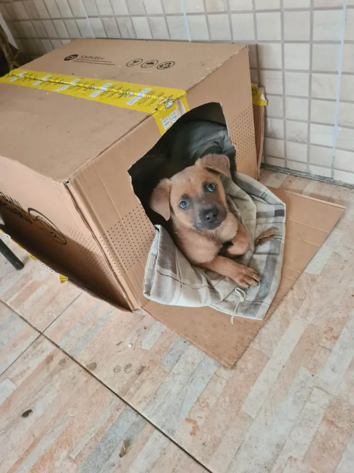 Cachorro ra a SRD-ViraLata idade Abaixo de 2 meses nome Diulye