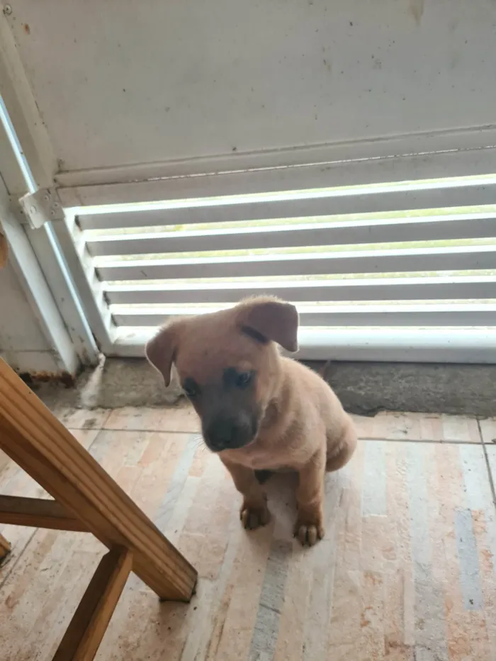 Cachorro ra a SRD-ViraLata idade Abaixo de 2 meses nome Diulye