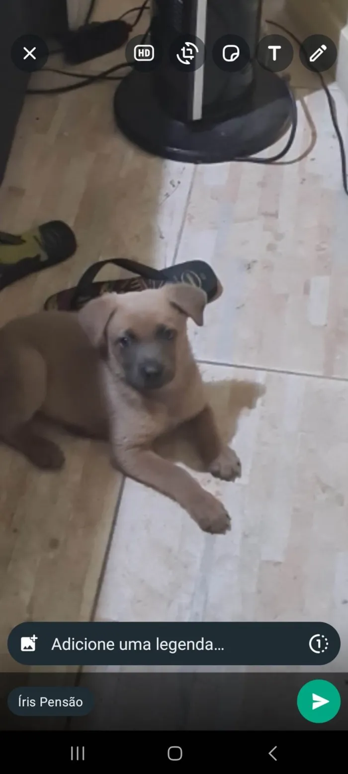 Cachorro ra a SRD-ViraLata idade Abaixo de 2 meses nome Diulye
