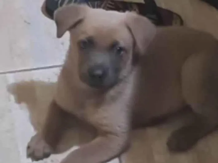 Cachorro ra a SRD-ViraLata idade Abaixo de 2 meses nome Diulye