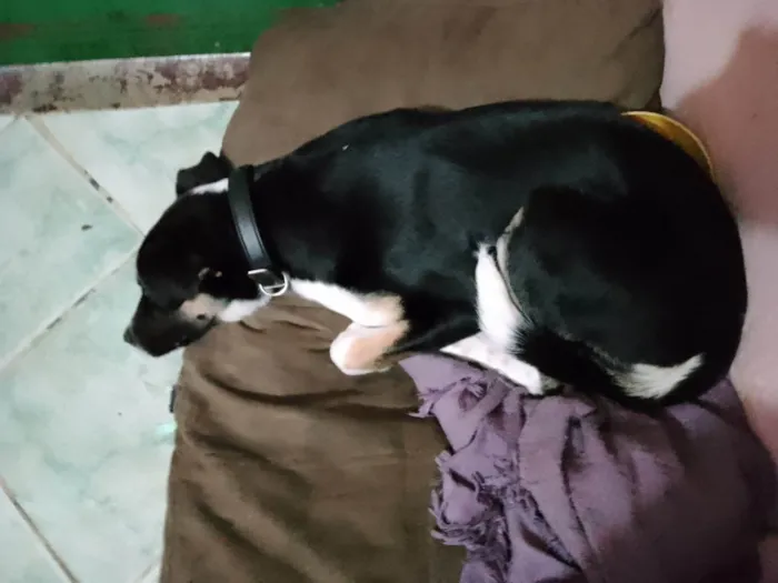 Cachorro ra a  idade 2 a 6 meses nome Luna