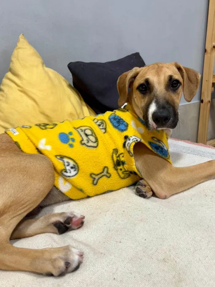 Cachorro ra a SRD-ViraLata idade 2 a 6 meses nome Joe