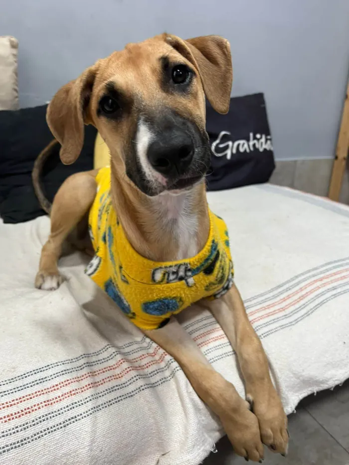 Cachorro ra a SRD-ViraLata idade 2 a 6 meses nome Joe