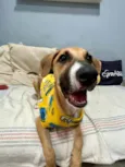 Joe