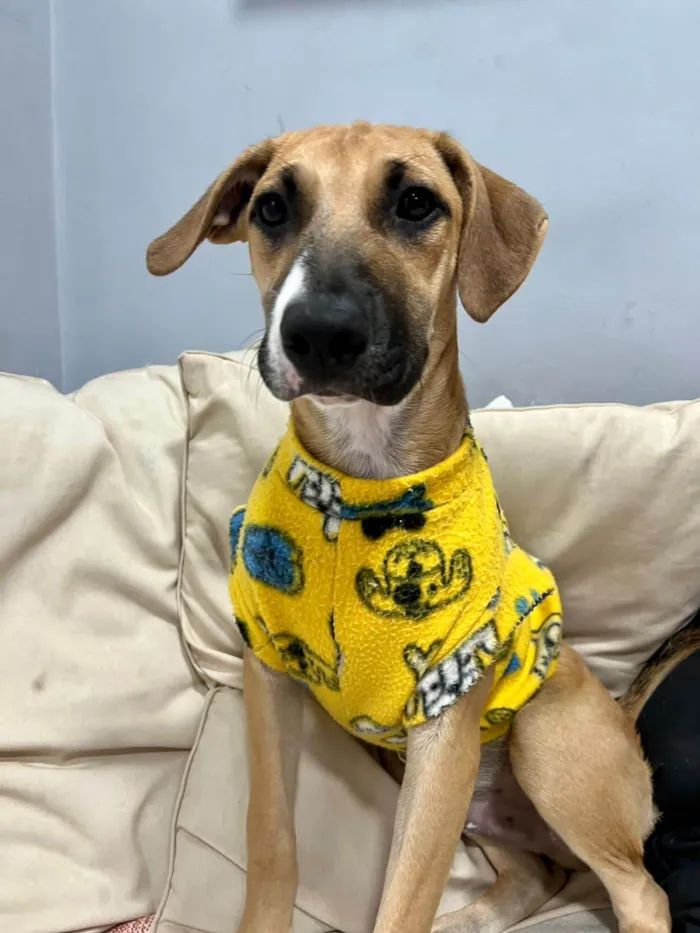 Cachorro ra a SRD-ViraLata idade 2 a 6 meses nome Joe