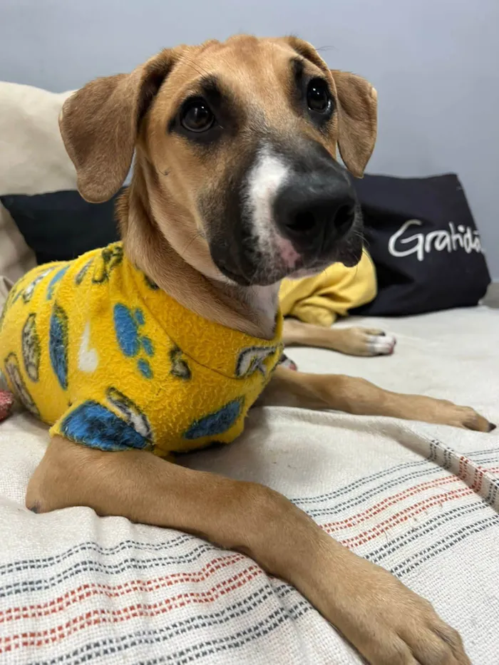 Cachorro ra a SRD-ViraLata idade 2 a 6 meses nome Joe