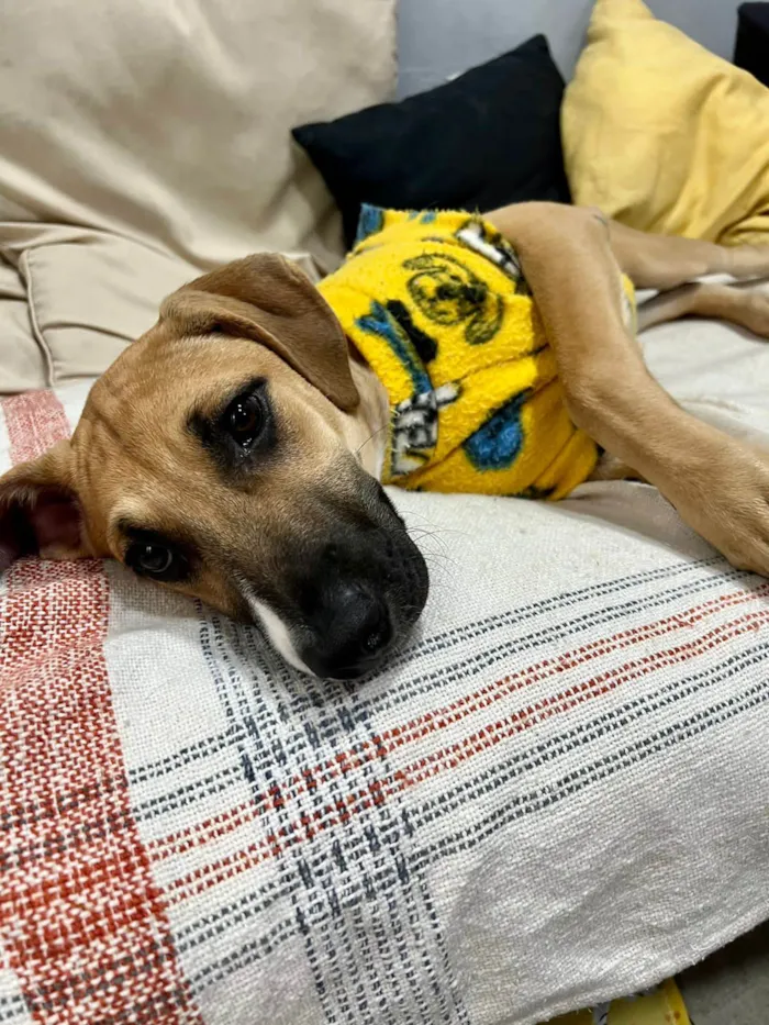 Cachorro ra a SRD-ViraLata idade 2 a 6 meses nome Joe