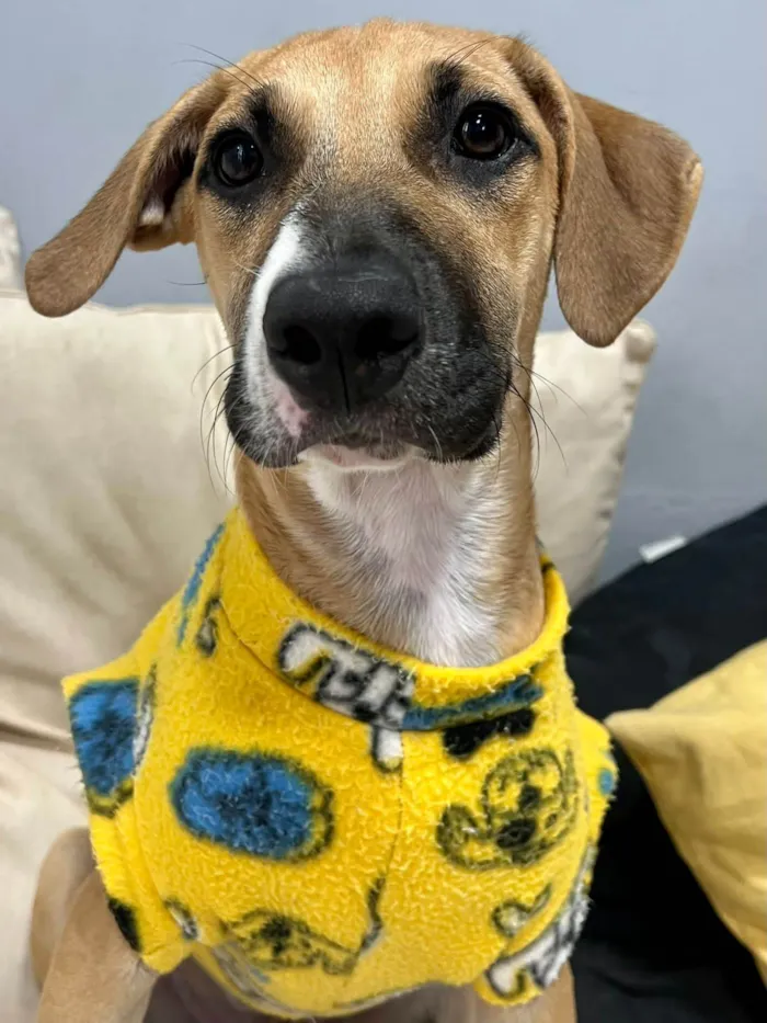 Cachorro ra a SRD-ViraLata idade 2 a 6 meses nome Joe