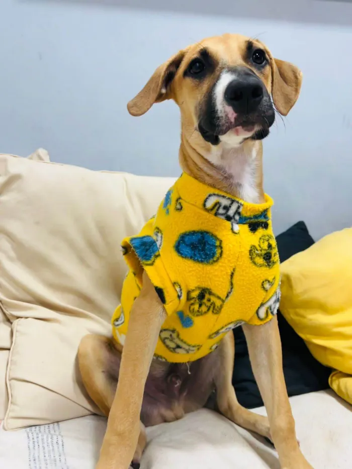Cachorro ra a SRD-ViraLata idade 2 a 6 meses nome Joe