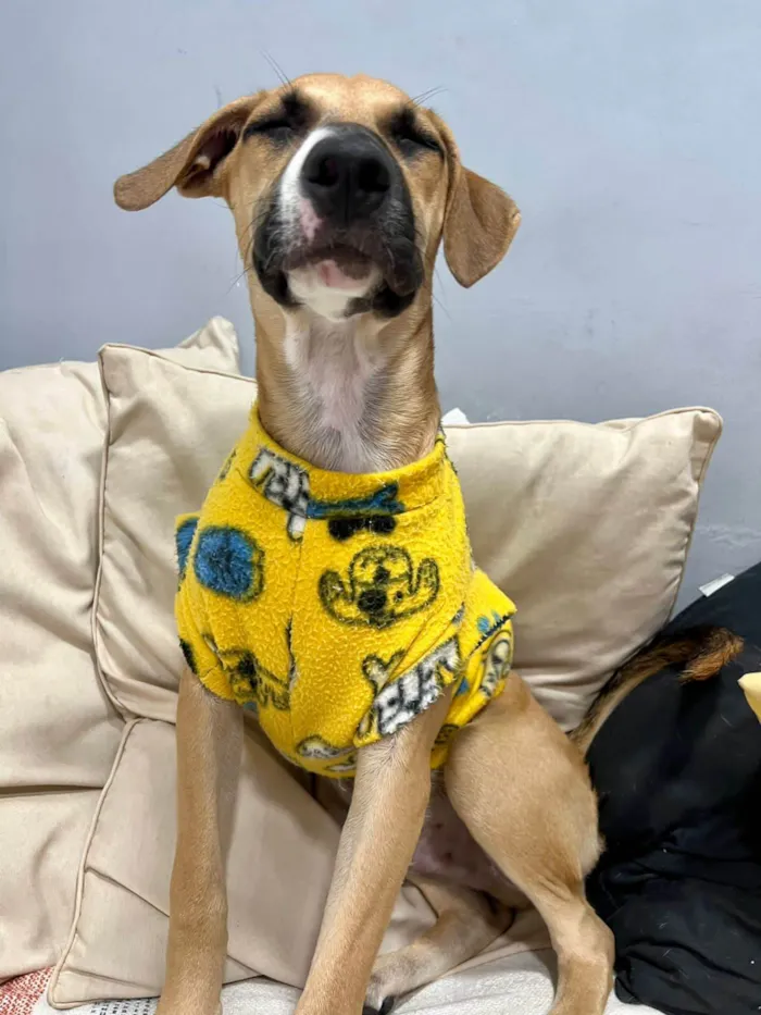 Cachorro ra a SRD-ViraLata idade 2 a 6 meses nome Joe