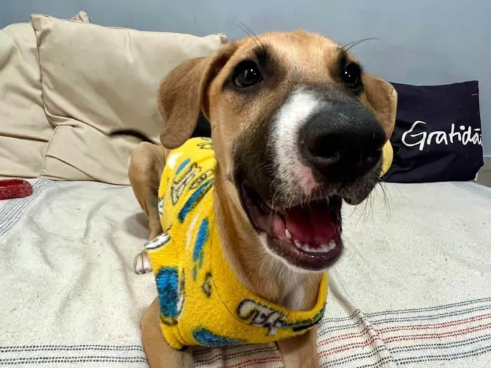 Cachorro ra a SRD-ViraLata idade 2 a 6 meses nome Joe