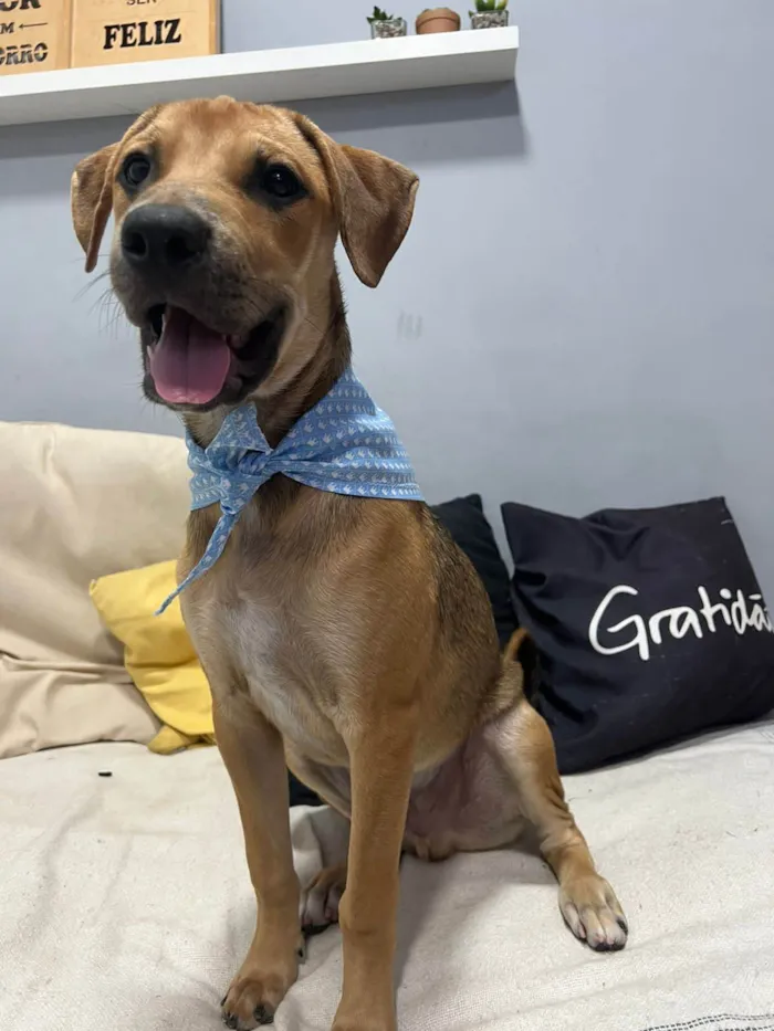 Cachorro ra a SRD-ViraLata idade 7 a 11 meses nome Blue