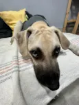 Gugu