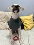 Gugu