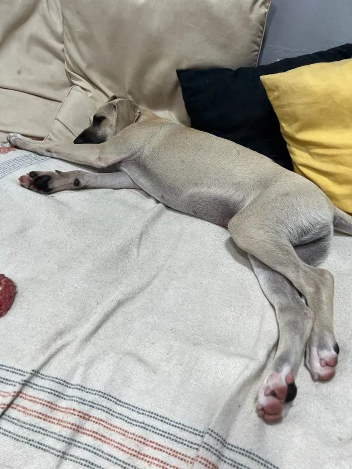 Cachorro ra a SRD-ViraLata idade 7 a 11 meses nome Gugu