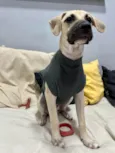 Gugu
