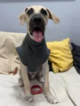 Gugu
